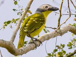 Image result for Micractis bojeri