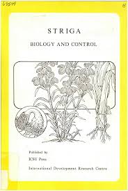 Image result for Striga hallaei