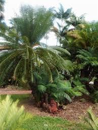 Image result for Cycas thouarsii