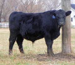 Black Angus Calves For Sale Near Me Pin On Cattle