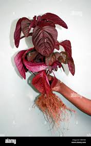 Image result for Amaranthus dubius