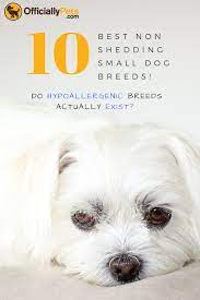 The Best Non Shedding Small Dogs 10 Hypoallergenic Dog Breeds Check Out Our Article To Discover Wh Hypoallergenic Dog Breed Hypoallergenic Dogs Dog Breeds