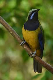 Black Bird With Orange Belly Orange Bellied Leafbird Zoochat In 2020 White Eyes Amur Leopard Belly