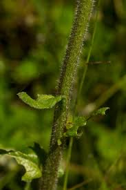 Image result for Eschenbachia