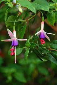 Fuchsia Exmoor Woods Fuchsia Flowers Fuchsia Garden Fuchsia Plant