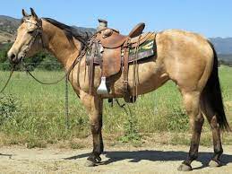 Needs an experienced rider, she has had 6 months of training but has not been messed with much since then. Pin On Horses