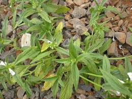 Image result for Leucas