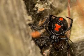 Black widows are found throughout much of the world. Identifying Spider Bites Recluse Widow Wolf Treatment Selfhacked