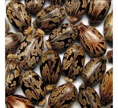 Image result for Ricinus communis