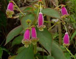 Image result for Kohleria