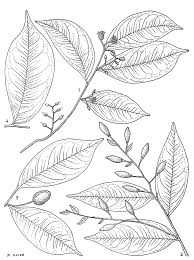 Image result for Scytopetalum pierreanum