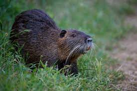 Il popolare chef e conduttore tv chef rubio è stato ieri a gerre de caprioli per cucinare una nutria, raccogliendo la proposta provocatoria dello scorso maggio del sindaco michel marchi. Nutria Ricette La Cucina Italiana