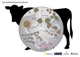 A new vaccine for the Foot and Mouth disease virus - - Diamond Light Source