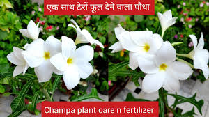 We did not find results for: 1 à¤ª à¤§ à¤šà¤® à¤ª à¤• Naag Champa Flowering Plant Care N Fertilizer In Pot Plumeria Plant Care Youtube