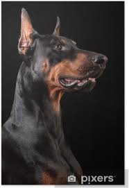 She is obviously old, with grey hairs around her muzzle, poor teeth, and arthritis in her legs. Doberman Pinscher On Black Poster Pixers We Live To Change
