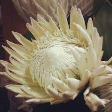 White King Protea Very Rare Even In Cape Town Found This One At Caroline Fine Flowers In The V A Waterfront South African Flowers Protea Art Protea Flower