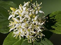 Image result for Cornaceae