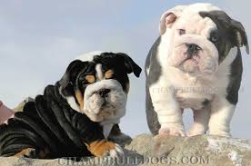 Black And White English Bulldog Puppy Black English Bulldog Blue Bulldogs Black Bulldogs Amp Black English Bulldog Pictures Black English Bulldog English Bulldog Puppies Bulldog Puppies
