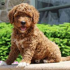 Aleah Goldendoodle Miniature Puppy For Sale In Pennsylvania Goldendoodle Miniature Goldendoodle Goldendoodle Puppy