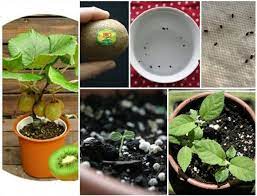 Growing kiwifruits from seed is a fun project and will give you a nice ornamental plant. How To Grow A Kiwi Plant From Seed Grow Kiwi From Seed Kiwi Growing Kiwi Plant