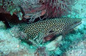 Mercy fish (born morey) in myheritage family trees (mahar web site). Turkey Moray Wikipedia