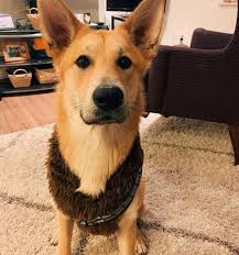 15 Incredible Facts About The Rarest Dog In The World Chinook Page 2 Of 3 Petpress In 2020 Rare Dogs Rare Dog Breeds Dogs