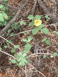 Image result for Hibiscus platycalyx