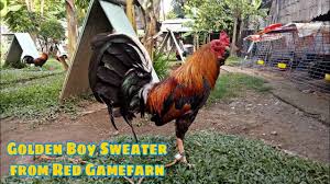 Iready na ulit si Golden Boy Sweater? from Red Gamefarm - YouTube