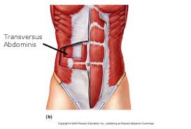 Wenn sie diese übung für einen flachen bauch und eine schmale taille regelmäßig durchführen, erzielen sie schneller als gedacht einen pefekten, flachen bauch sowie eine schöne schmale taille. Die Beste Ubung Fur Unglaubliche Bauchmuskeln Und Eine Schmale Taille