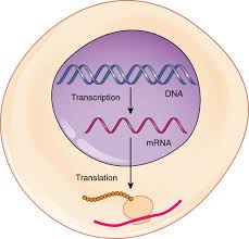 translation of dna initiation elongation termination