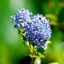 Image result for Ceanothus thyrsiflorus