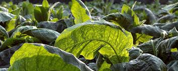 Rabbit tobacco retains its medicinal strength in the field, and can be harvested through the fall and winter. Tobacco Plant Has Potential To Fight Life Threatening Infectious Diseases Ansto