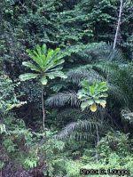 Image result for Anthocleista