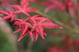 Find over 100+ of the best free japanese maple tree images. Dwarf Japanese Maple Tree Koolau Farmers