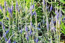 How to Plant and Grow Veronica