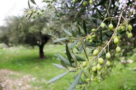 Koroneiki Olives On Olive Tree In Messinia Peloponnese Greece Stock Photo Picture And Royalty Free Image Image 136536428
