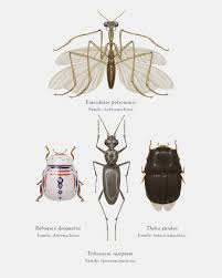 Artist Richard Wilkinson Mutates Insects To Resemble Star Wars Characters Star Wars Characters Insects Star Wars