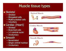 Classical Conversations Cycle 3 Science Week 1 Four Types Of Tissues Human Anatomy And Physiology Massage Therapy School Anatomy And Physiology