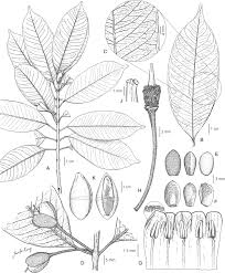 Image result for Sapotaceae
