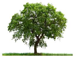 High Resolution Tree Png Icon Download Number 733 Daily Updated Free Icons And Png Images For Your Projects All Images Use To Free Tree Images Tree Plants