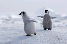 Image result for penguin