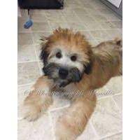 Puppies For Sale Whoodle Whoodles Wheatie Poos Mini Whoodles F Category In Oneco Connecticut Whoodle Dog Whoodle Puppy Puppies