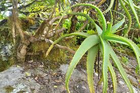 Image result for Aloe mkushiana