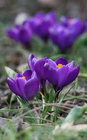 Pin By Mona Moni On Crocus Purple Flowers Plant Photography Plants