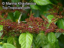 Image result for Antidesma