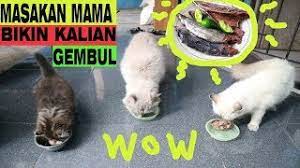 Check spelling or type a new query. Membuat Makanan Kucing Agar Cepat Gemuk Youtube