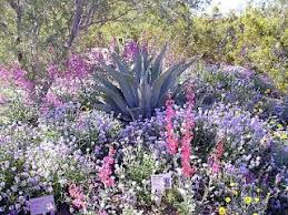 Maxwell desert wildflower trail traces two acres of flowering desert flora. Water Blossoms Desert Botanical Garden Desert Botanical Garden Desert Botanical Garden Phoenix Botanical Gardens