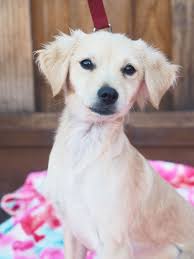 In the future, we hope to expand our we will continue to offer spay and neuter surgeries to members of the public and for rescue groups as the palo alto animal shelter has been doing for years. Pin On Dogs For Adoption
