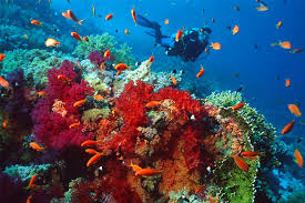 Travelettes Diving In The Red Sea Egypt Travelettes