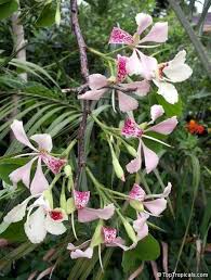 Image result for Bauhinia monandra